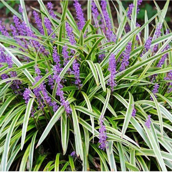 金叶石菖蒲银叶麦冬金边苔草银叶苔草观叶多年水生花境植物喜湿金叶