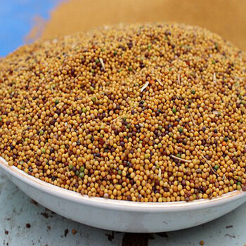 纯芥末籽芥子芥菜籽黄芥子黄芥末粒芥末面芥末籽可以种多用途 1500g