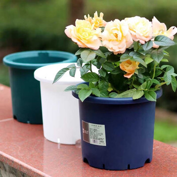 花博士(hua bo shi)花博士办公室蝴蝶兰种植盆园艺花盆塑料阳台家用