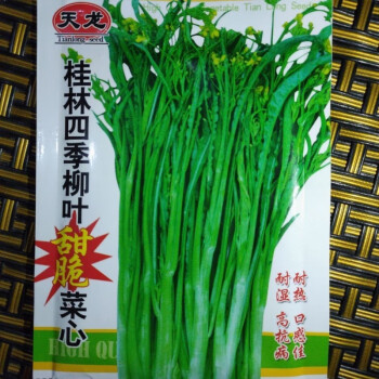 桂林四季柳葉甜脆菜心種子四季盆栽桂林柳葉菜心四九菜心連州菜心