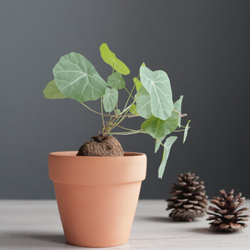 山乌龟金钱树金不换水培植物办公室内桌面造型水养好养易活小盆栽