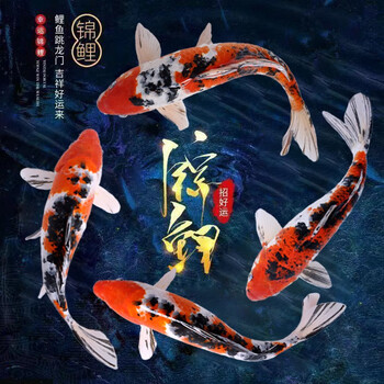 招财如意锦鲤活鱼观赏鱼好养耐活冷水鱼金鱼淡水鱼苗宠物小大型三色