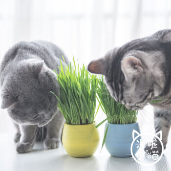 米啦小喵小野豹猫草种植套装猫草种子猫草盆猫麦草营养土猫吃的零食去毛球 图片价格品牌报价 京东