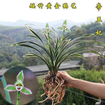 艾莹兰花绿云梅矮种浓香兰花苗花卉盆栽冬带花苞室内阳台绿植物帝王妃3苗连体裸根 京东商城 线报监控 比价监控 活动监控 神价网 云神价 神价屋