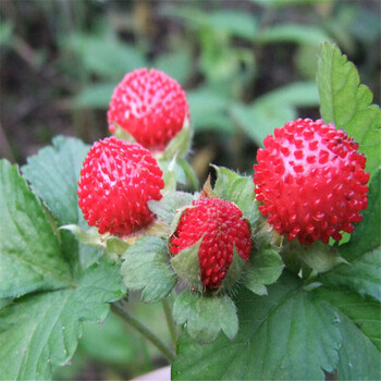 盆栽草莓种子四季播种水果种子奶油草莓籽蛇莓种子草莓苗全国蛇莓 半斤装 图片价格品牌报价 京东