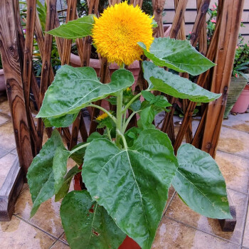 向日葵油葵盆栽觀賞食用油葵花卉種籽葵花籽陽臺種植太陽花瓜子種四季