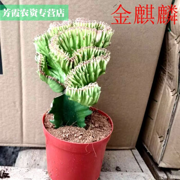 綠植盆栽>茗羽珺玥>茗羽珺玥玉麒麟盆栽辦公室桌面招財樹盆景彩麒麟