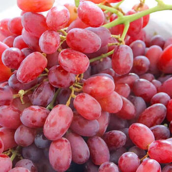 顺丰5斤马奶红提新鲜水果无籽葡萄超甜红提子2斤出口特级品质90人选5
