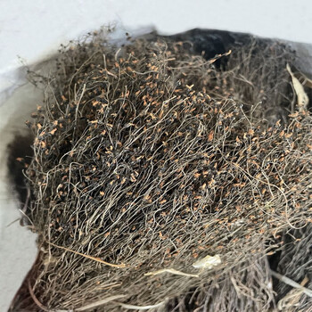 百日山 茅膏菜 中药材 250克 矛膏菜 毛膏菜   陈伤子草 地下明珠草干