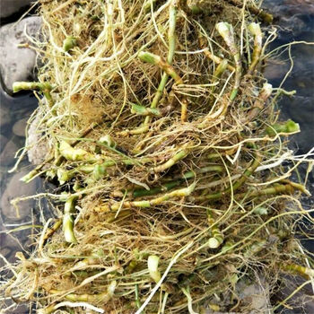 伟博新鲜天然青草扁竹根 扁竹兰根 生根扁竹兰根 纯根500g 一斤