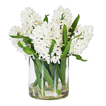 进口风信子白色5支【图片 价格 品牌 报价】-京东