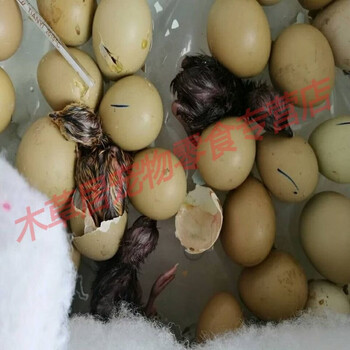 种蛋受精蛋可孵化小鸡孔雀蓝山鸡受精卵纯种七彩山鸡鸡蛋新鲜40枚30枚