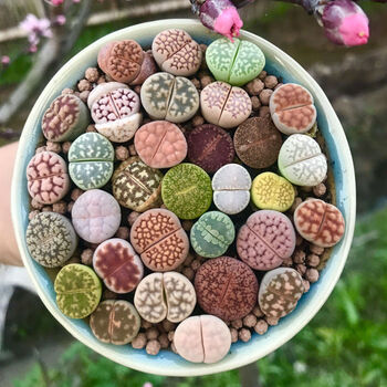 轻奢花卉多肉植物彩色生石花组合套餐新手屁屁股花石生花石头花番杏科两年颗1 1 4必有3红3绿不含盆土 图片价格品牌报价 京东