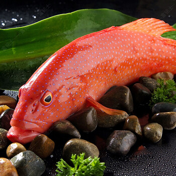 富铭士 深海东星斑 石斑鱼  燕尾红 冷冻生鲜鱼类 3条