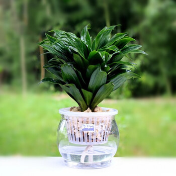 香葶苑盆栽四季常青绿色花卉办公室内万年青植物小盆栽水培套装带盆栽好 图片价格品牌报价 京东 香葶苑盆栽四季常青绿色花卉办公室内万年青植物小盆栽水培套装带盆栽好 图片价格品牌报价 京东