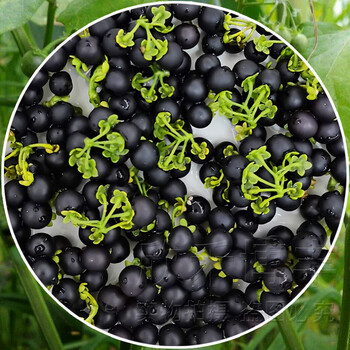 细辛种子野生黑悠悠种籽春季夏秋冬季四季黑天天水果种孑阳台盆栽