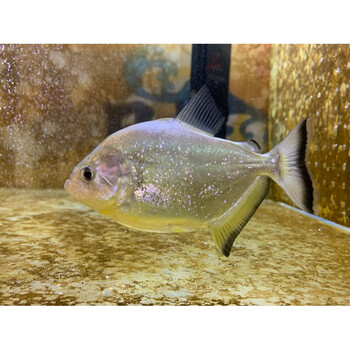 秘鲁黑食秘鲁钻黑秘鲁普黑猛鱼活体黄钻辛古胭脂艾伦古介 秘鲁钻黑2