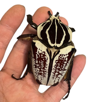 大王花金龟甲虫宠物成虫幼虫爬虫网红超大个体活体自然科普成虫单母