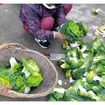 新鲜青菜黄心菜蔬菜黄心白菜黄芯乌菊花茶黄金菜 5斤