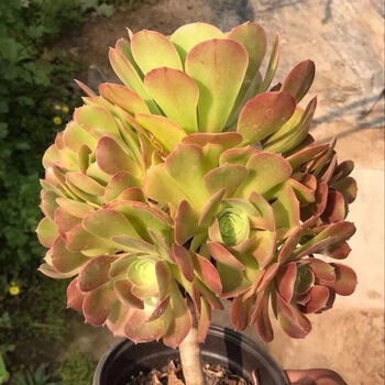 【柠檬韶羞】多头法师