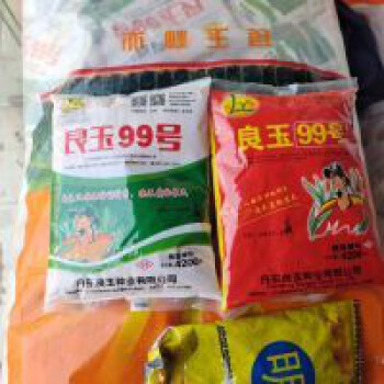 丹东良玉99玉米种第四代黄金粒版改良提纯量大联系客服丹东良玉99玉米