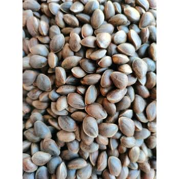 恒愎22年云南落水松大理苍山新鲜黑松子薄皮手剥生松子精选大颗粒大理