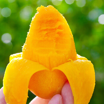 海南小台农芒果9斤新鲜现摘小台芒当季时令水果特产整箱 2斤 精选装