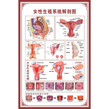 消化腸道系統結構示意圖醫學掛圖血液人體生殖器官醫院解剖圖海報屬於