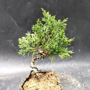 济州真柏小苗纪州真柏小品素材真柏造型盆景黄金真柏新品真柏盆景6不