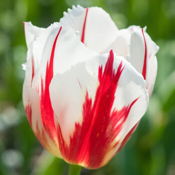 种球庭院室内阳台花卉郁金香种子盆栽带芽 【标签19】幸福一代5个球