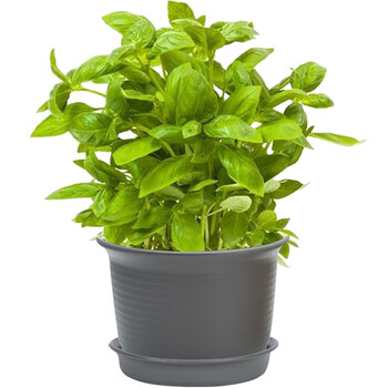 罗勒苗新鲜丁香大叶金不换盆栽植物香菜草九层塔苗可食用绿植 大叶