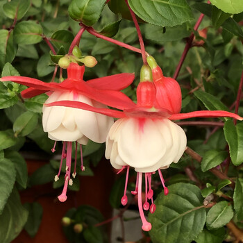 阳台重瓣倒挂金钟盆栽花苗灯笼花吊钟海棠苗四季开花吊兰植物 乳白色