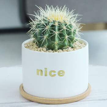 桌面绿植可爱多肉植物北欧初石(chushi) 金虎仙人球 nice白陶盆 托盘