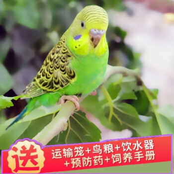 虎皮鸚鵡活體寵物鳥說話鳥活鳥活體觀賞鸚鵡手養繁殖下蛋手養鳥綠虎皮