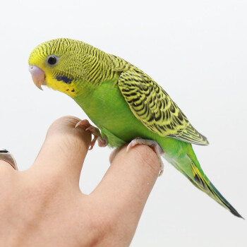 麥叮卡鳥活體鸚鵡活寵物鳥體虎皮鸚鵡黃化玄鳳活體手養鳥雛鳥可以訓練