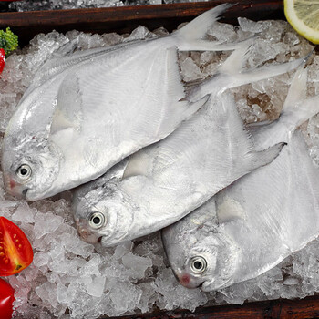 雨林食味海捕小鲳鱼新鲜银鲳鱼速冻海鲜斤海鱼水产白鱼特大号海捕