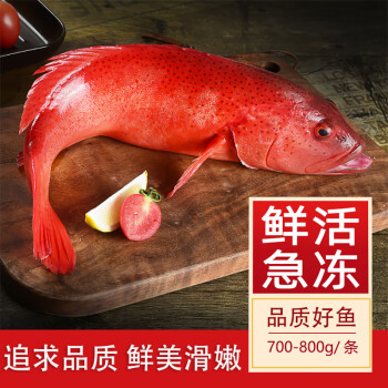 蝶島船說 深海東星斑 新鮮石斑魚 海鮮水產 700g-800g/只【圖片 價格