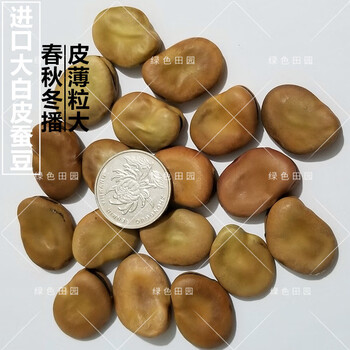 引进日本大白皮蚕豆种子农家春秋冬季播种蔬菜籽大粒高产青蚕豆孑