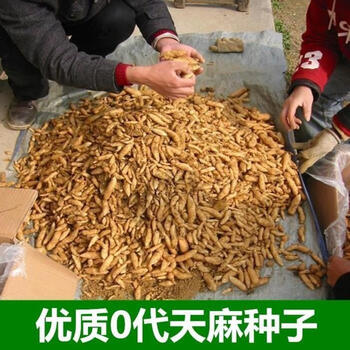 天麻种子 天麻籽 天麻种苗 天麻种麻 乌天麻 天麻种子10粒