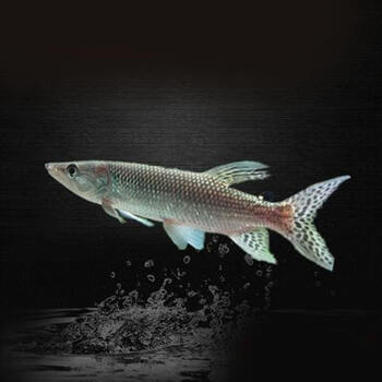 khgywvb大型加拉辛猛鱼活体 白金猛鱼 黄金猛鱼 黄金河虎 哥伦比亚巨