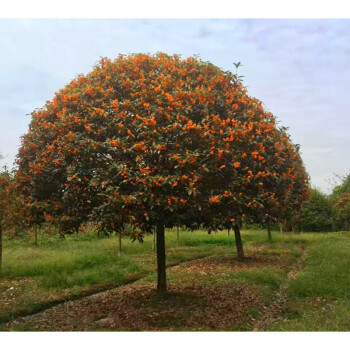 红桂花状元红桂花树苗大树庭院盆栽征地桂花树不含盆 金桂4厘米粗.