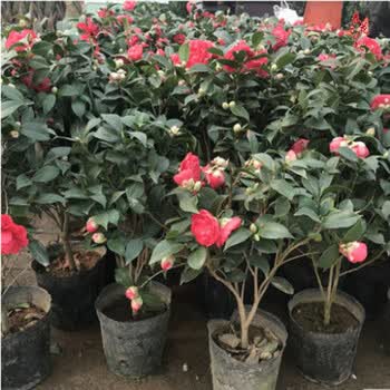 茶花树苗带花苞茶花盆栽绿植六角大红花苗五色赤丹花苗4年大红带花苞不含盆 图片价格品牌报价 京东