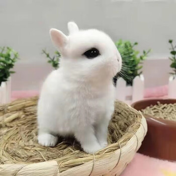mexemina兔子活物侏儒兔凤眼小型茶杯兔长不大不咬人宿舍猫猫荷兰垂耳