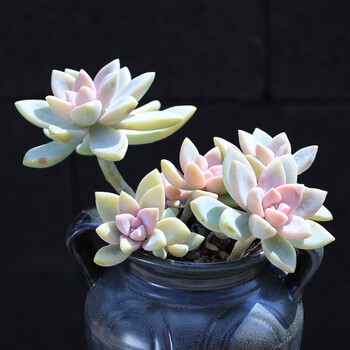 带盆大颗多肉植物火焰蒂亚老桩稀有品种贵货肉肉植物花卉 紫雾老桩