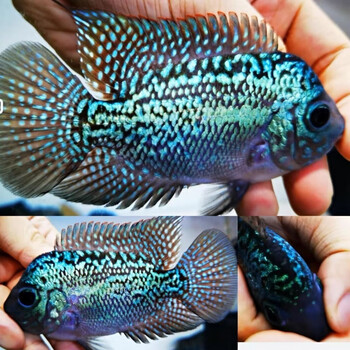 罗汉鱼活体观赏鱼泰国热带鱼泰金花亚成蛇纹古典火凤凰高爆头率 z6重