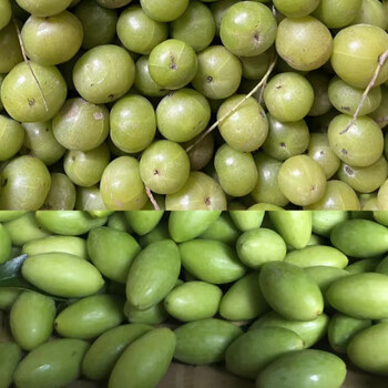 果领队精选老树青橄榄生吃煲汤潮汕橄榄果新鲜青果孕妈炖猪肚白榄精选