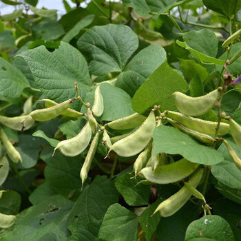初石四季豆苗紫眉豆苗长豆角苗大刀豆苗芸豆苗豇豆苗扁豆苗高产幼秧苗