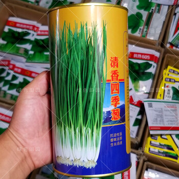 山东章丘大梧桐葱籽春秋四季播田园蔬菜孑阳台绿色小香葱 四季香葱