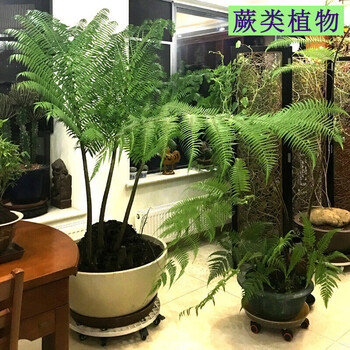 观音莲座蕨类多肉植物新款盆栽论斤卖水培室内万年青花卉迷你小球根裸根不带土 图片价格品牌报价 京东 观音莲座蕨类多肉植物新款盆栽论斤卖水培室内万年青花卉迷你小球根裸根不带土 图片价格品牌报价 京东