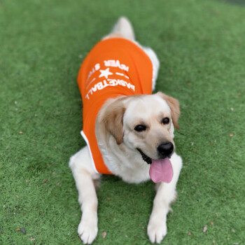 超可耐夏天大型犬狗狗衣服金毛衣服边牧拉布拉多萨摩耶大狗衣服薄款